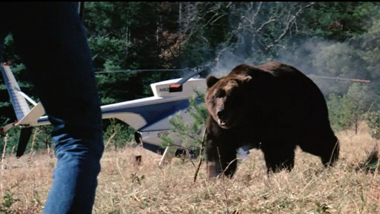 Grizzly (1976) Christopher George, Andrew Pine – Horror Thriller (DVD Only) FREE UK P&P