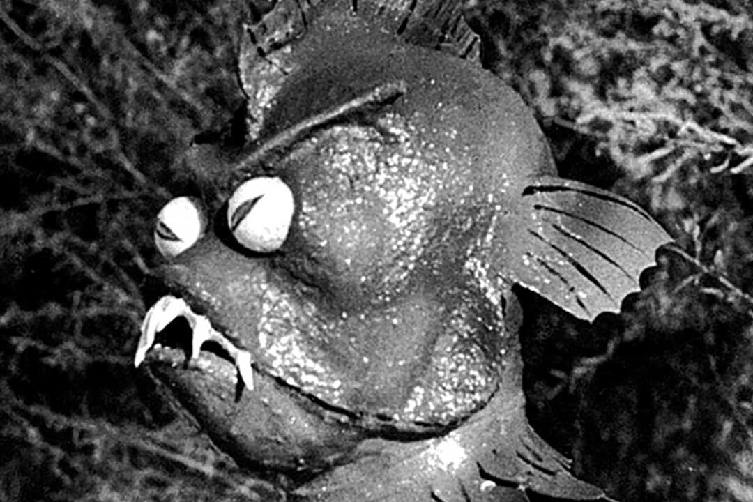Creature of Destruction (1967) Sci-Fi Horror DVD Public Domain Film (Disc Only)